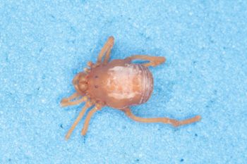Media type: image; Invertebrate Zoology 14667